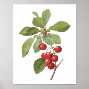  fruit Cherry Food, Cherries van Redoute Poster
