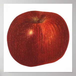 fruit, organische rode heerlijke appel poster