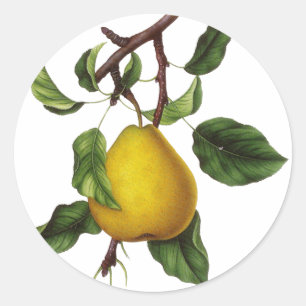 Fruit Stickers