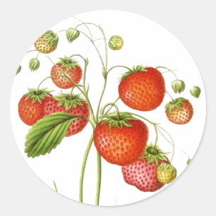 Fruit Stickers