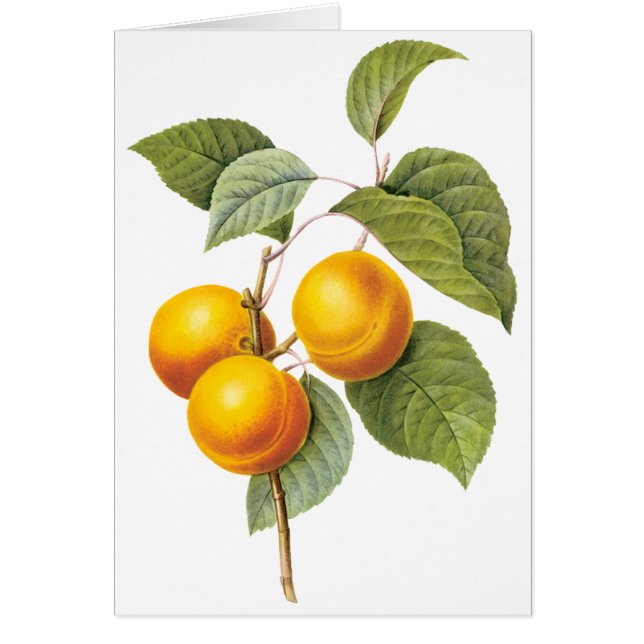 Fruit vintage, Pêche à l'abricot par Redoute (Devant)