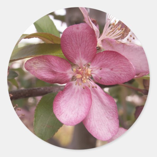 Fruitbloesem Stickers (Voorkant)