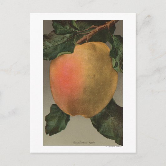 Fruitchroomafnemer van Belleflower Apple Briefkaart (Voorkant)