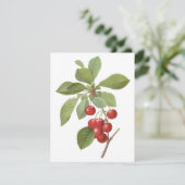 Fruits Anciens, Cerises par Redoute Invitation (Debout devant)