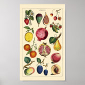 Fruits poster (Voorkant)