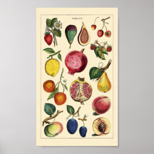 Fruits  poster