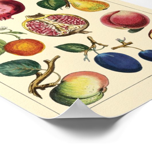 Fruits poster (Hoek)