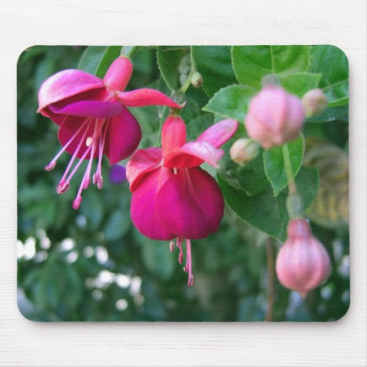 Fuchsia 1 muismat (Voorkant)