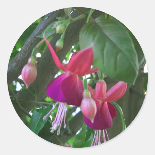 Fuchsia 2 ronde sticker (Voorkant)