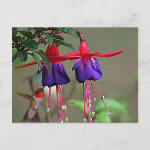Fuchsia and Hummingbird Briefkaart