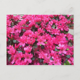 fuchsia azaleas rhododendron briefkaart