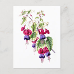 Fuchsia Bloemen Vintage Botanische Ansichtkaart Briefkaart