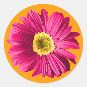 Fuchsia Daisy Flower Ronde Sticker