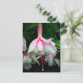 Fuchsia Devonshire Dumpling Briefkaart (Staand voorkant)