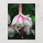 Fuchsia Devonshire Dumpling Briefkaart (Voorkant)