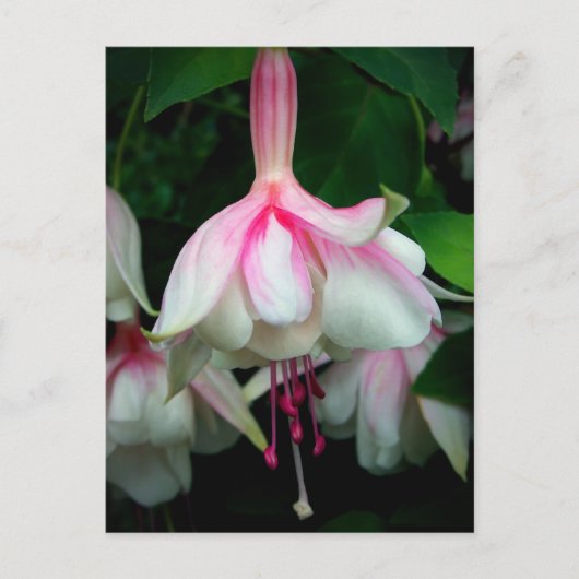 Fuchsia Devonshire Dumpling Briefkaart (Voorkant)