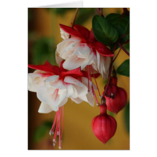Fuchsia Fleurit !