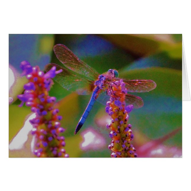 Fuchsia flower en dragon fly (Voorkant Horizontaal)