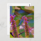 Fuchsia flower en dragon fly briefkaart (Voorkant / Achterkant)