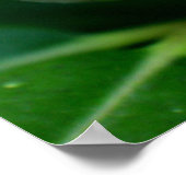 Fuchsia Flower Poster (Hoek)