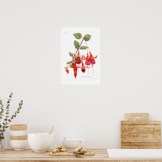 Fuchsia 'Monarch' Poster (Keuken)