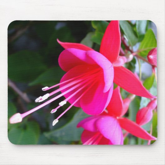 Fuchsia Mousepad Muismat (Voorkant)