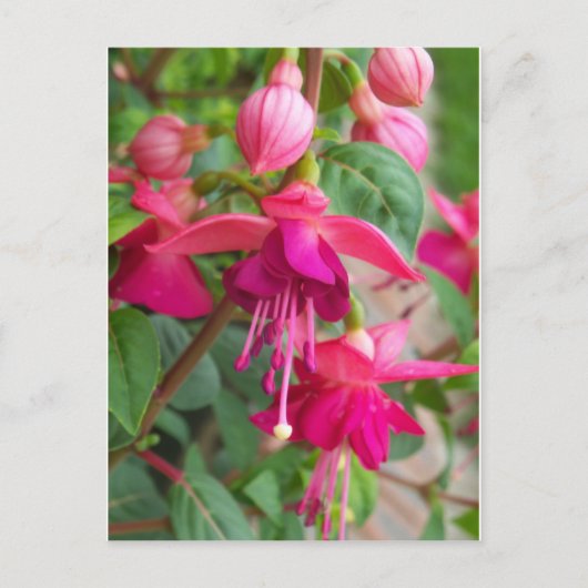 Fuchsia Paula Jane Briefkaart (Voorkant)