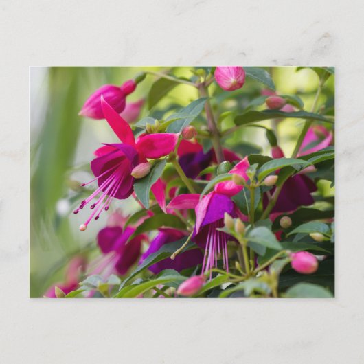 Fuchsia Plant Briefkaart (Voorkant)