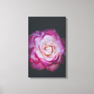 Fuchsia roos canvas afdruk