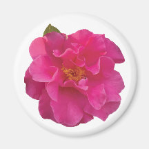 Fuchsia Roze Camellia Realistische Bloemen