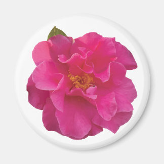 Fuchsia Roze Camellia Realistische Bloemen Magneet