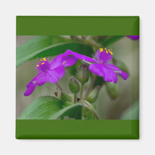 Fuchsia Spiderwort Tweeling Wilde Bloem Geschenken Magneet