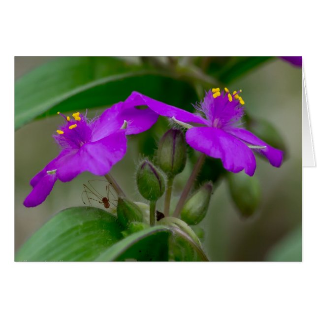 Fuchsia Spiderwort Twins Wildflower Gifts apparel (Voorkant Horizontaal)