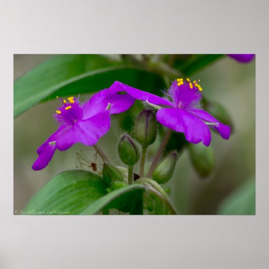 Fuchsia Spiderwort Twins Wildflower Poster (Voorkant)