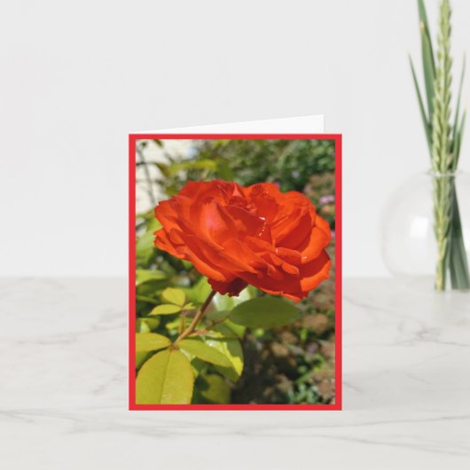 Full Bloom Red Rose Note Kaart (Voorkant)