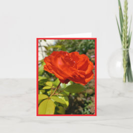 Full Bloom Red Rose Note Kaart