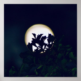 Full Moon Photography Poster print voor framing