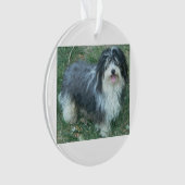 full.png havanese (devant)
