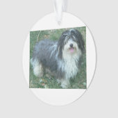 full.png havanese (devant)