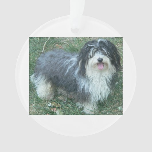 full.png havanese (devant)