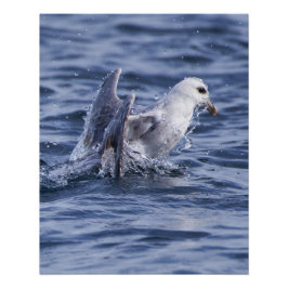 Fulmar natuur foto poster perfect poster
