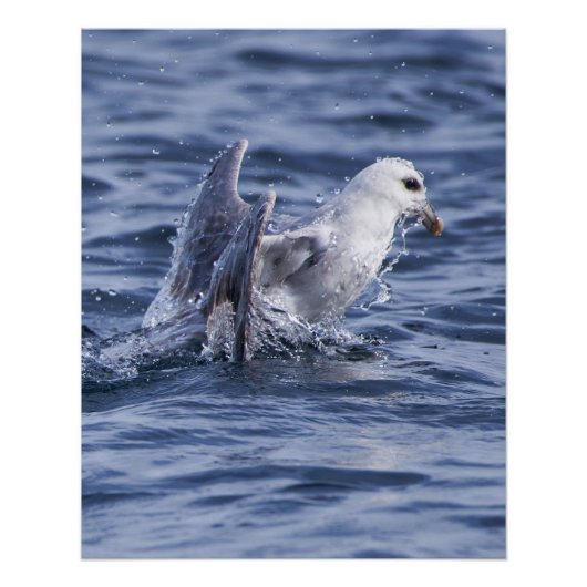 Fulmar natuur foto poster perfect poster (Voorkant)