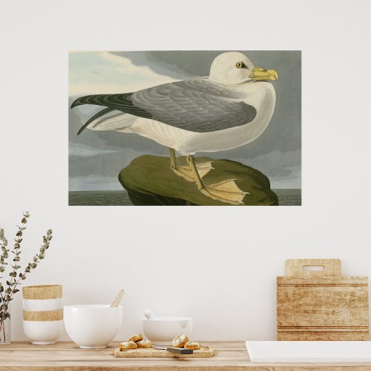Fulmar Petrel Poster (Keuken)