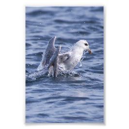 Fulmar stijgt naar de oppervlakte foto afdruk