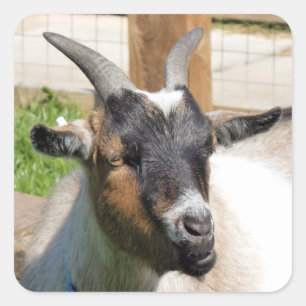 FUN CUTE GOAT VIERKANTE STICKER