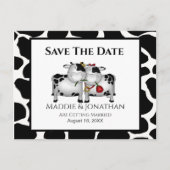 Fun Mariage vaches Enregistrer la date carte posta (Devant)