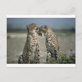 Fun met Cheetahs! Briefkaart