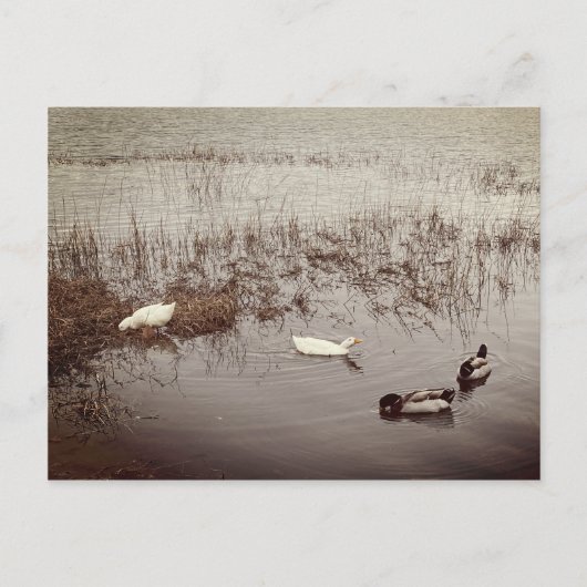 FUN Two Paar of Ducks Briefkaart (Voorkant)