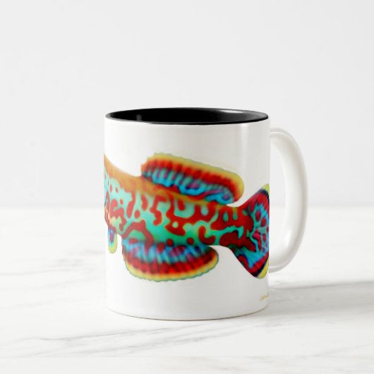 Fundulopanchax Gardneri Killifish Mok (Voorkant rechts)