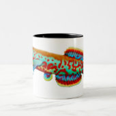 Fundulopanchax Gardneri Killifish Mok (Center)